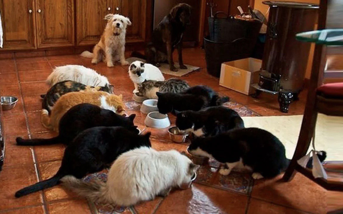 Госдума хочет ограничить число домашних животных в квартирах